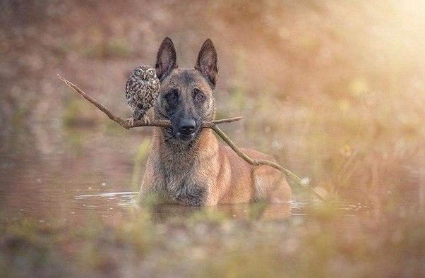 Собака и сова лучшие друзья (Фото)