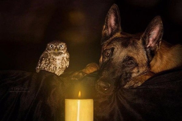 Собака и сова лучшие друзья (Фото)