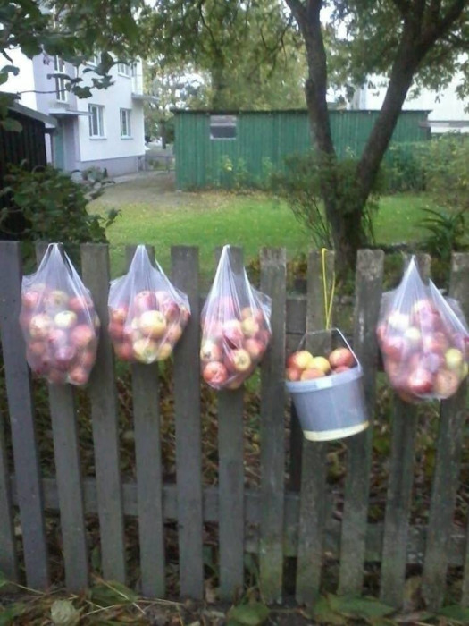 Жители деревень бесплатно кормят горожан яблоками (+Фото)