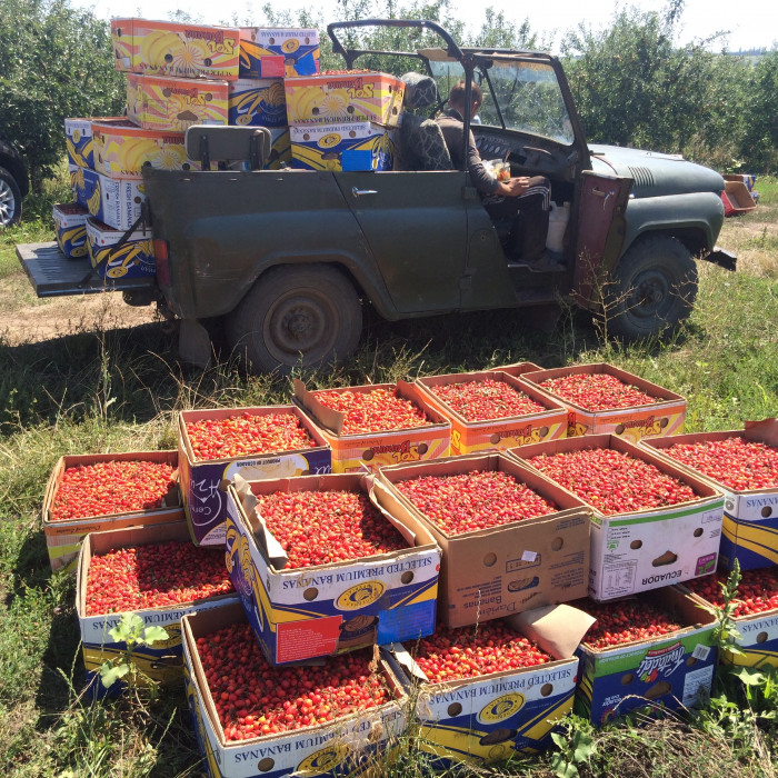 Это Наш продукт. Интервью с бизнесменом о производстве, плантации и питомнике сортового шиповника в Молдавии (+Фото)