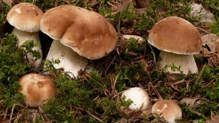 Выращивание белых грибов на своем участке (+Видео)