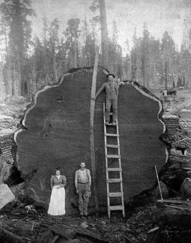 Когда деревья были большими (Фото)