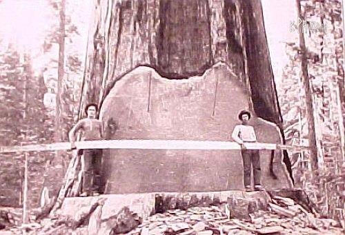 Когда деревья были большими (Фото)