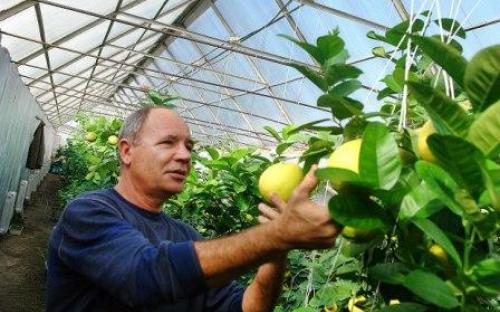 1,5 тонны лимонов и более 400 видов и сортов растений выращивает одна семья