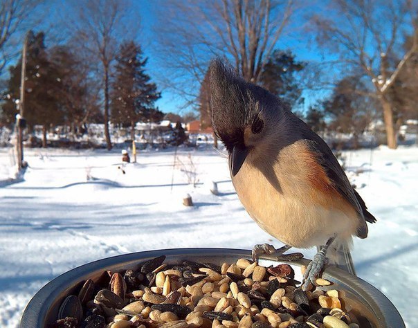 Готовим кормушки на зиму, чтоб наслаждаться зрелищем необычных птиц (Фото)