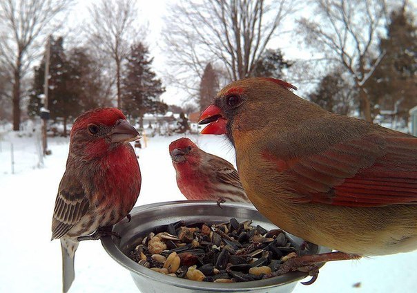 Готовим кормушки на зиму, чтоб наслаждаться зрелищем необычных птиц (Фото)