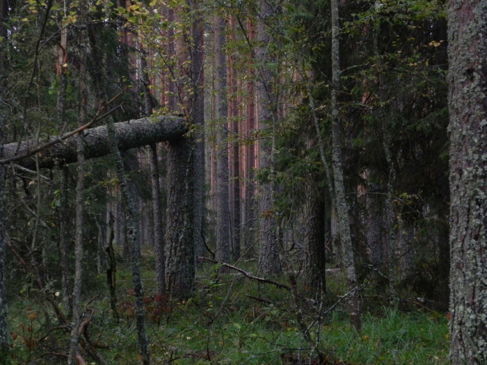 Экспедиция в защиту лесов России «Русский север»