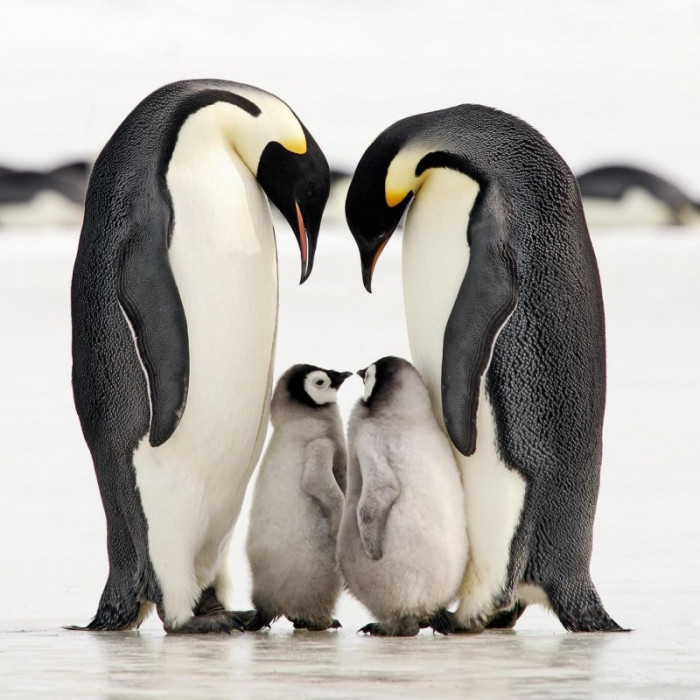 18 милых фото влюбленных животных, которые растопят даже ледяное сердце