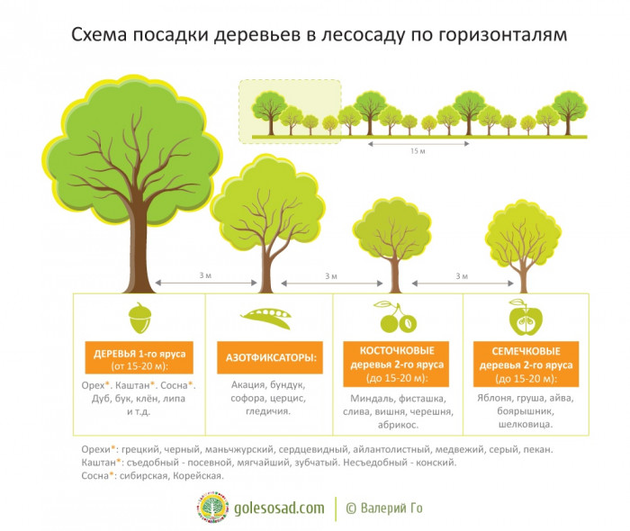 Схема посадки линии деревьев для лесосадов или агролесоводческих систем, для больших участков (+Фото)