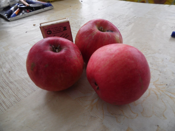 Яблони, которые выросли сами по себе (+Фото)