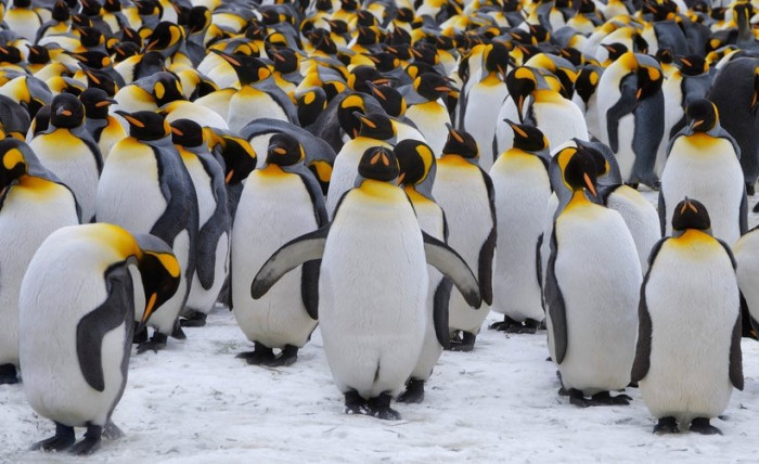 Самый загадочный материк! Невероятные факты про Антарктиду (+Фото)