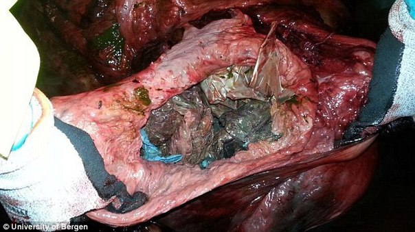 Когда ученые вскрыли живот мертвого кита-кашалота, их глазам открылась леденящая сердце картина 
