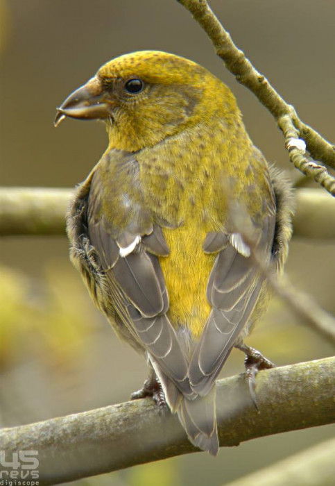 Клёст - нетленная птица, насквозь пропитанная хвойной смолой (+Фото)