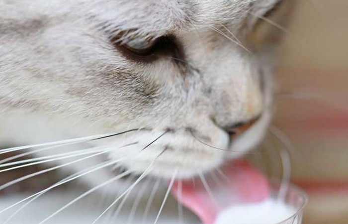 Малоизвестные факты о кошках - самых популярных домашних питомцах (+Фото)