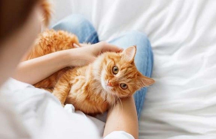 Малоизвестные факты о кошках - самых популярных домашних питомцах (+Фото)