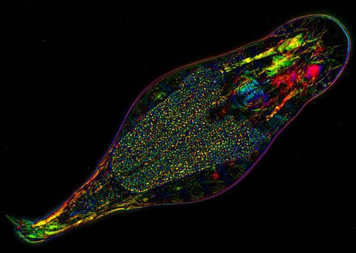 Эти причудливые микроскопические организмы удивят кого угодно (+Фото)