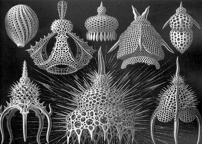 Эти причудливые микроскопические организмы удивят кого угодно (+Фото)