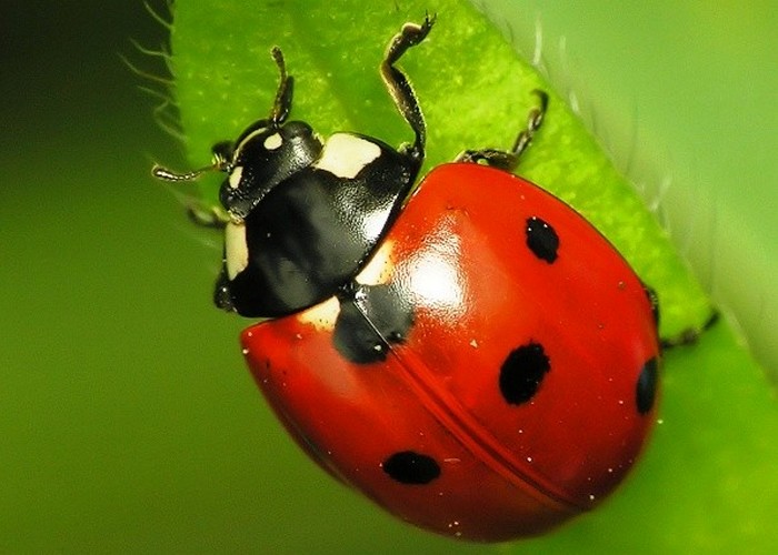 Бесподобная красота этих насекомых не оставит вас равнодушными (Фото)