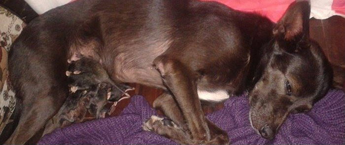 Собака из Бразилии приютила опоссумов (+Фото)