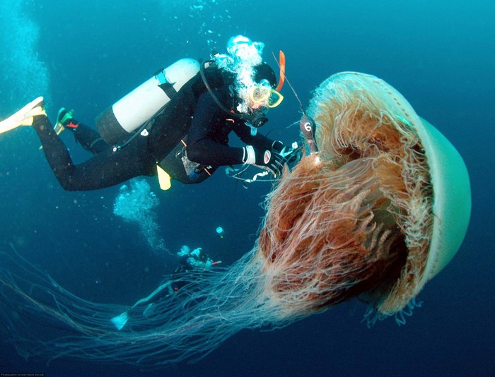 Самые опасные морские твари, к которым под водой лучше не приближаться (+Фото)Самые опасные морские твари, к которым под водой лучше не приближаться (+Фото)