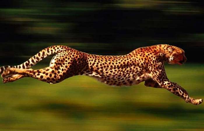 Самые быстрые животные мира (+Фото)