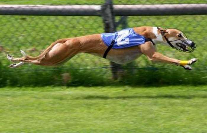 Самые быстрые животные мира (+Фото)