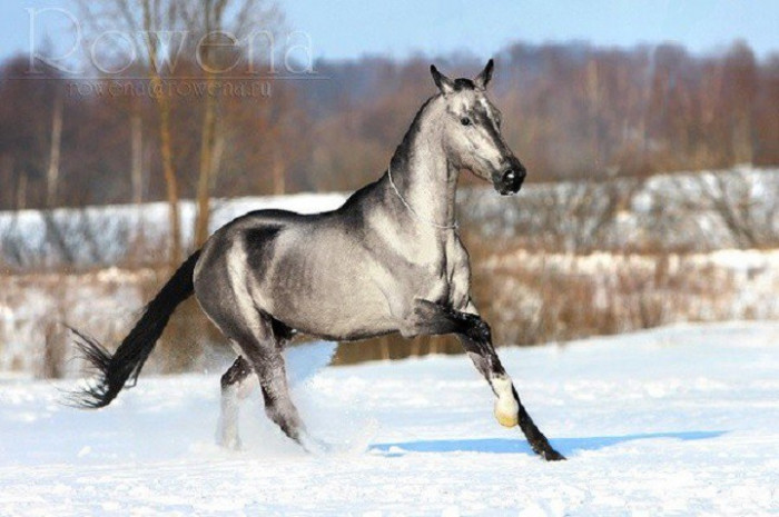 Самые красивые лошади планеты (Видео)