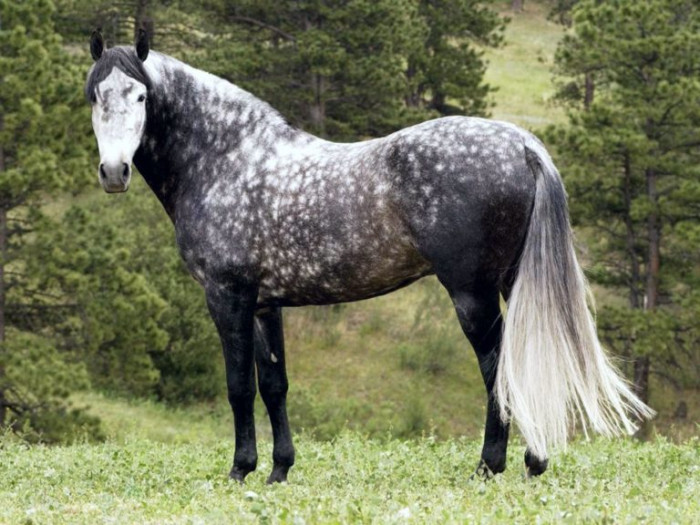 Самые красивые лошади планеты (Видео)
