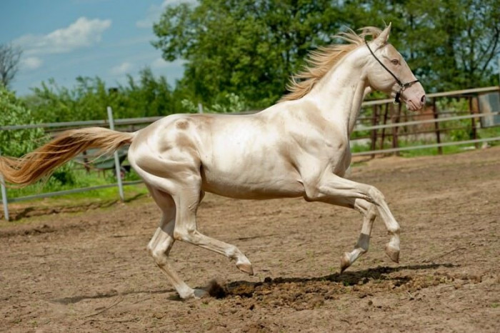 Невероятно красивые лошади со всей Планеты (Фото)