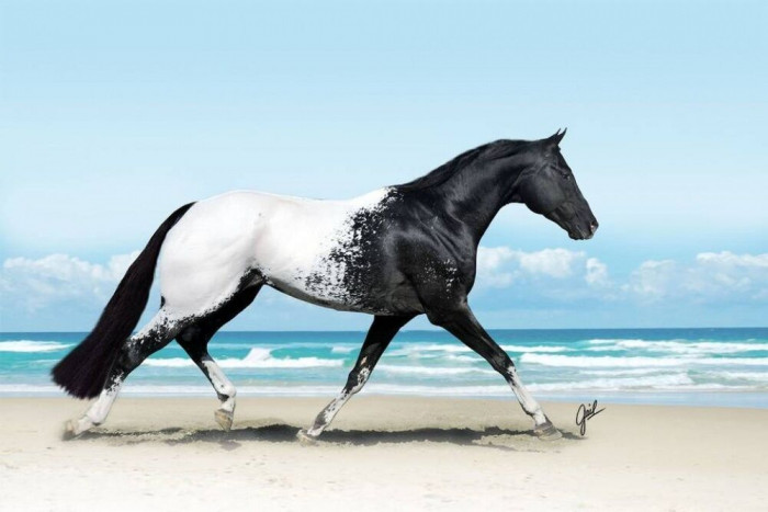 Невероятно красивые лошади со всей Планеты (Фото)