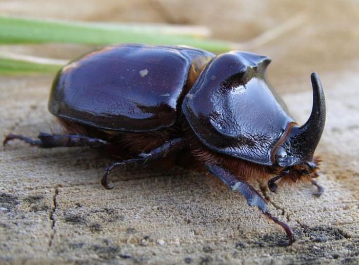 Этот вид жуков занесён в Красную Книгу. Не губите их, они не опасны! (+Фото)