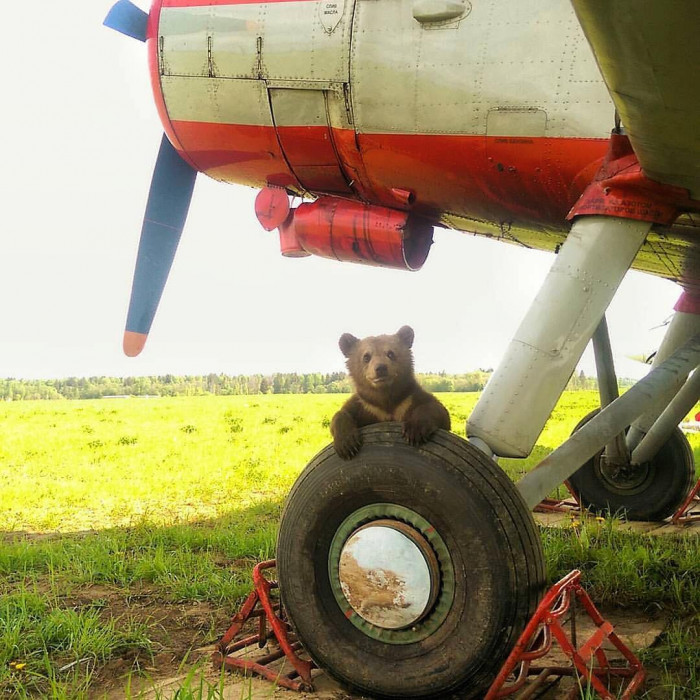 Летчики приютили медвежонка (+Фото)