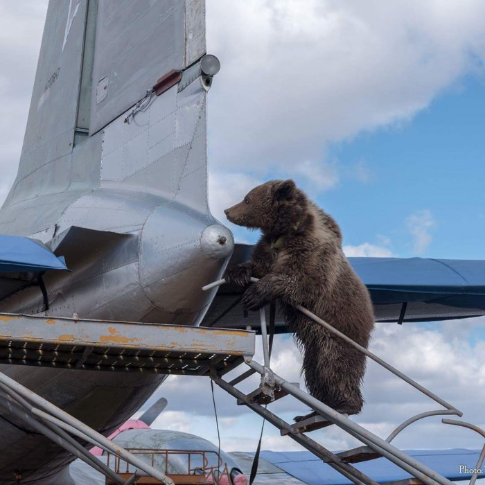 Летчики приютили медвежонка (+Фото)