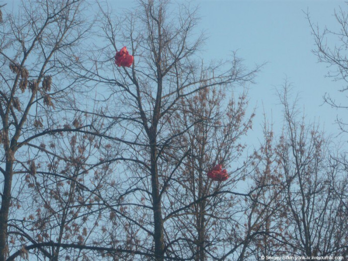 Ужасные последствия шариков, запускаемых в небо (+Фото)