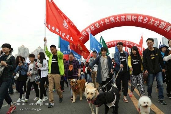 Китайцы выступили против торговли собачьим мясом (+Фото)