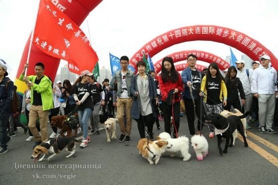 Китайцы выступили против торговли собачьим мясом (+Фото)