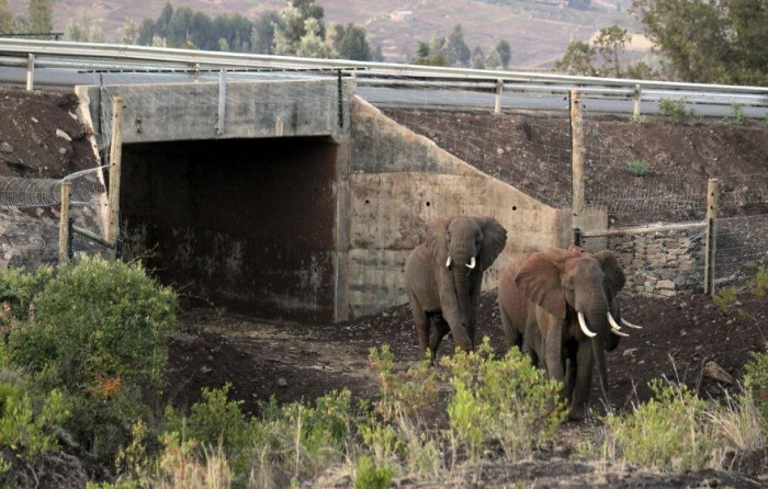Удивительные мосты, которые спасают тысячи животных каждый год (+Фото)