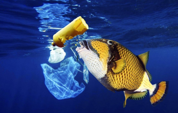 Пластик в океане убивает жизнь (Фото)