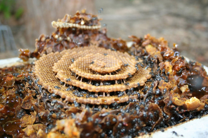 Австралийские сахарные пчелы — настоящие архитекторы