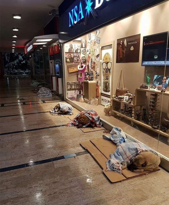 В Турции собак и кошек пускают в магазины на ночь (+Фото)
