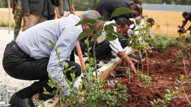 Эфиопия посадила 350 миллионов деревьев за 12 часов!