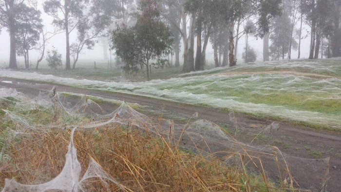 В Австралии начался сезон пауков (Фото)