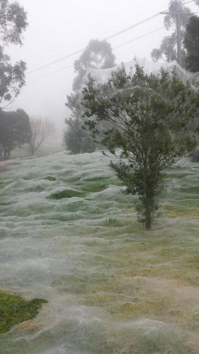 В Австралии начался сезон пауков (Фото)