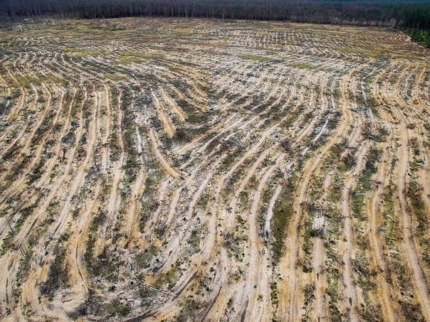 Оцените масштабы рубок леса в Сибири (Фото)