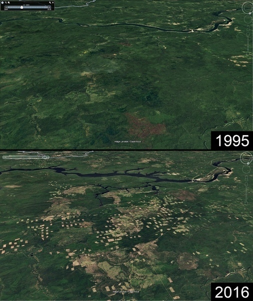 Оцените масштабы рубок леса в Сибири (Фото)