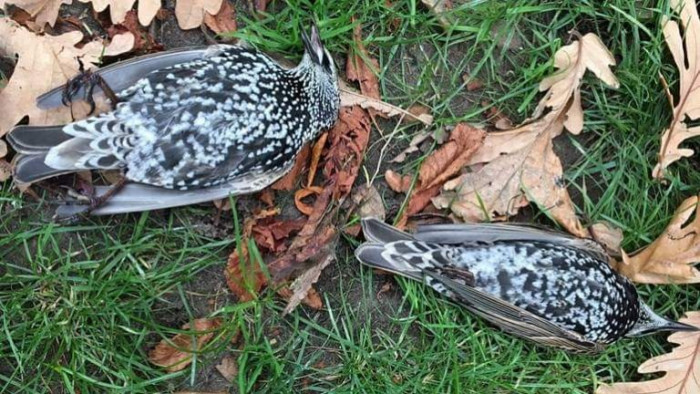 В Голландии тестировали 5G - сотни птиц погибли сразу же! Что это было? (+Фото)