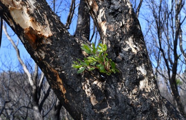 В Австралии леса начали восстанавливаться после ужасных пожаров (+Фото)
