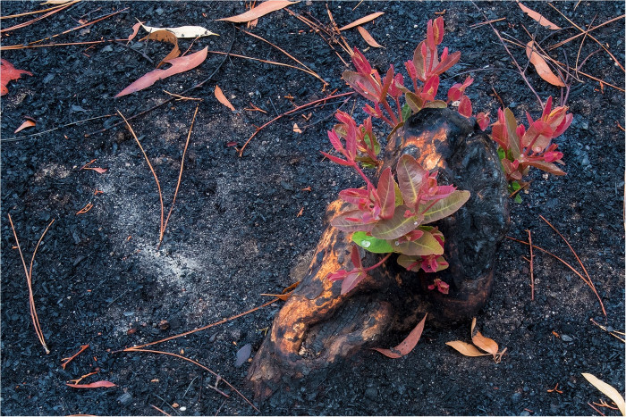 В Австралии леса начали восстанавливаться после ужасных пожаров (+Фото)