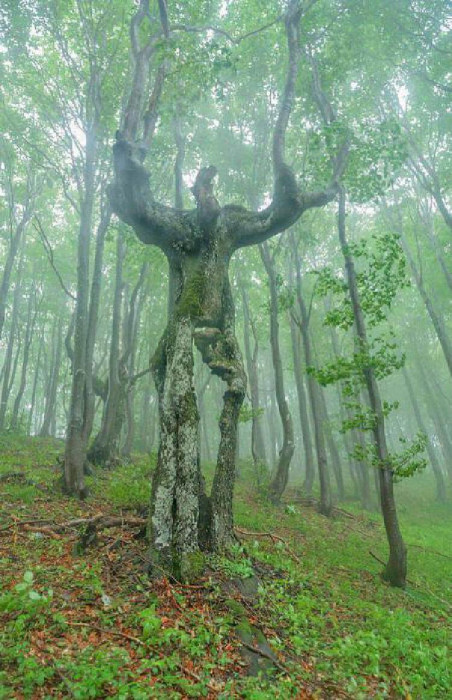 Фантастические фото деревьев, которые выглядят словно герои сказок и мульфильмов!