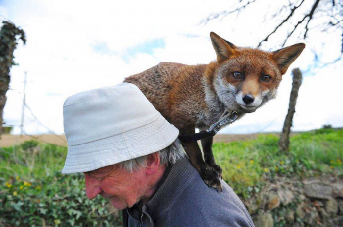 Мужчина спас двух лис, и теперь они влюблены в него (Фото)